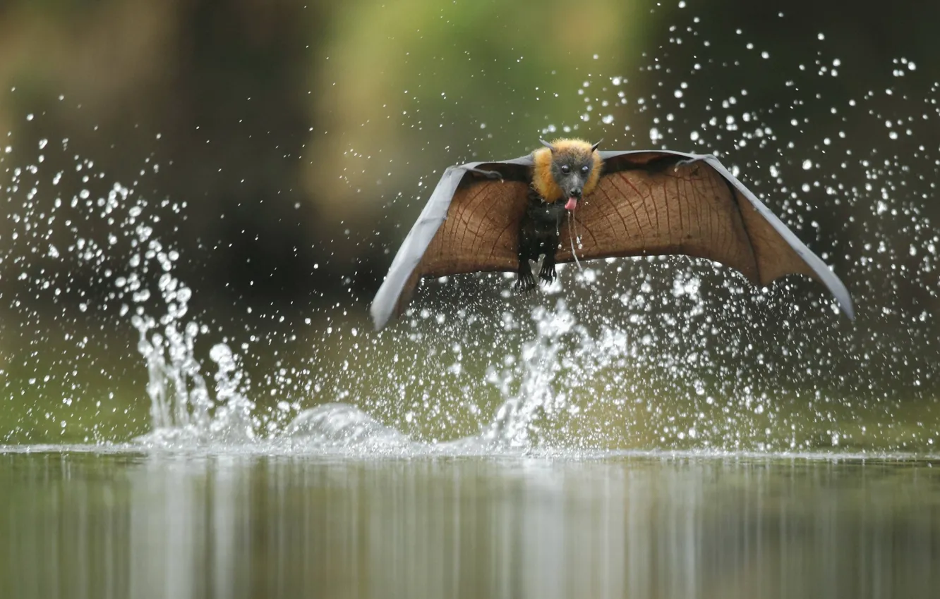 Photo wallpaper water, flight, squirt, Ofer Levy, flying Fox