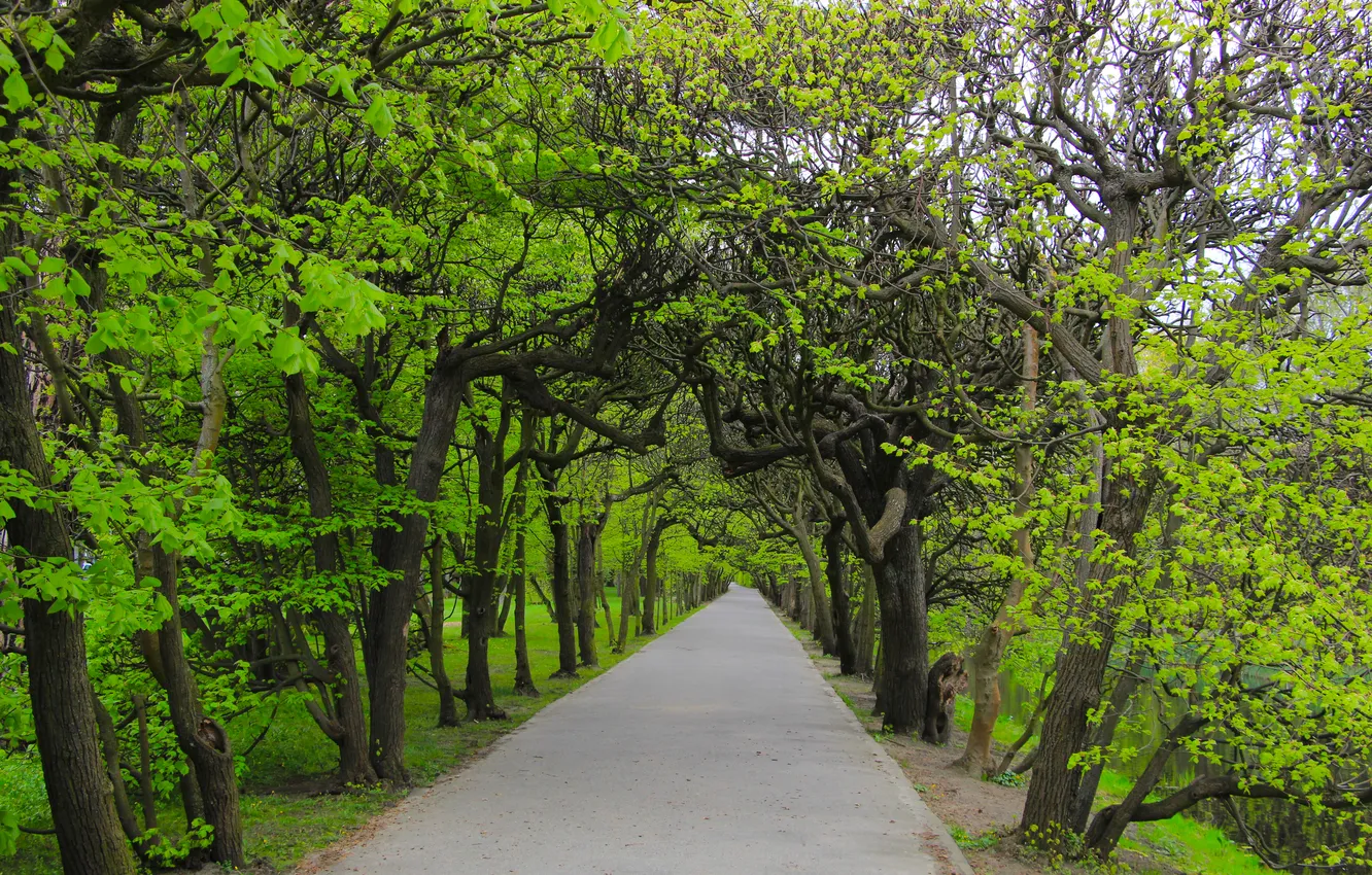 Photo wallpaper road, park, tree, spring, alley