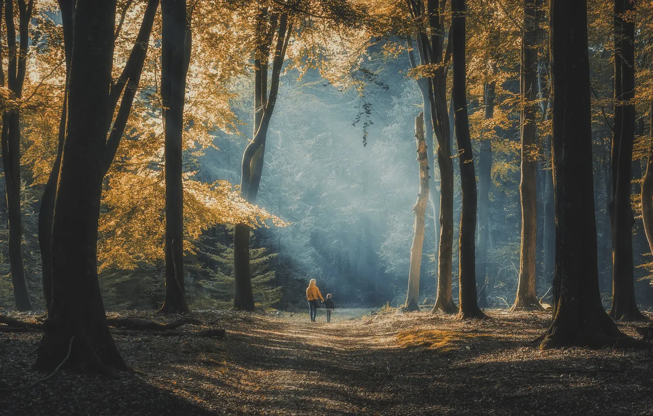 Photo wallpaper nature, Park, walk