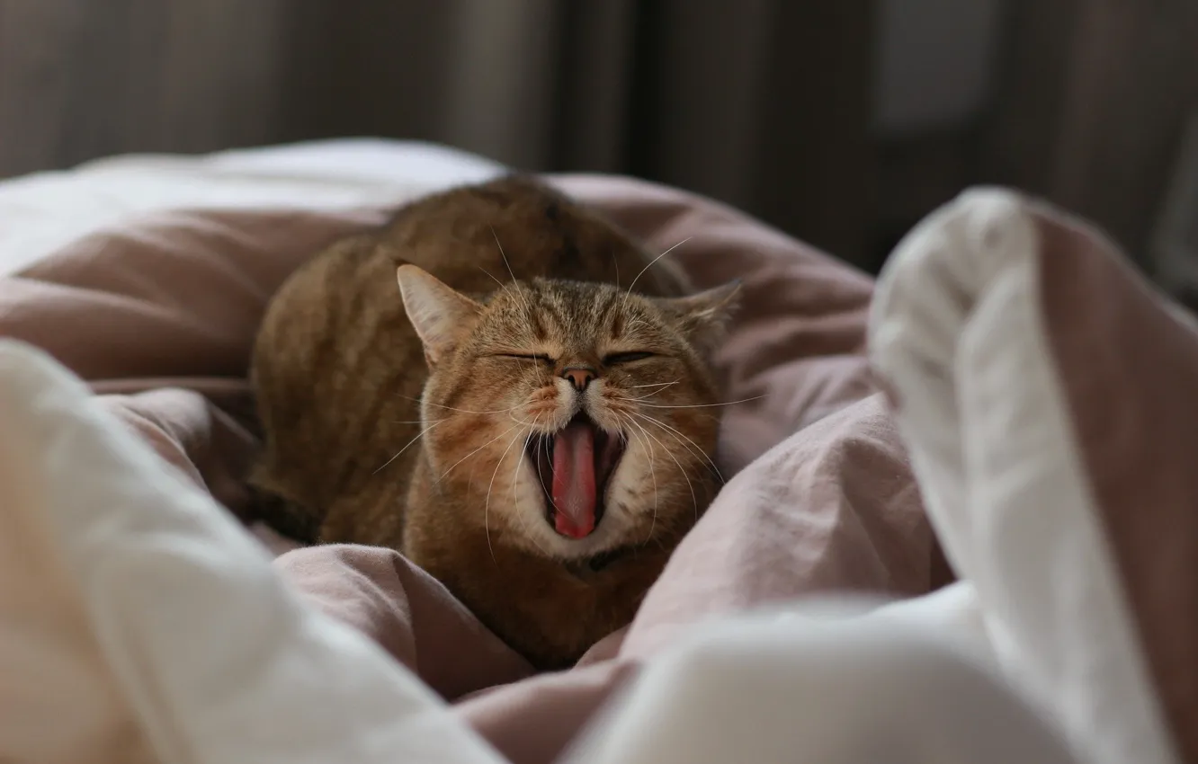 Photo wallpaper yawns, tabby cat, lying on the bed