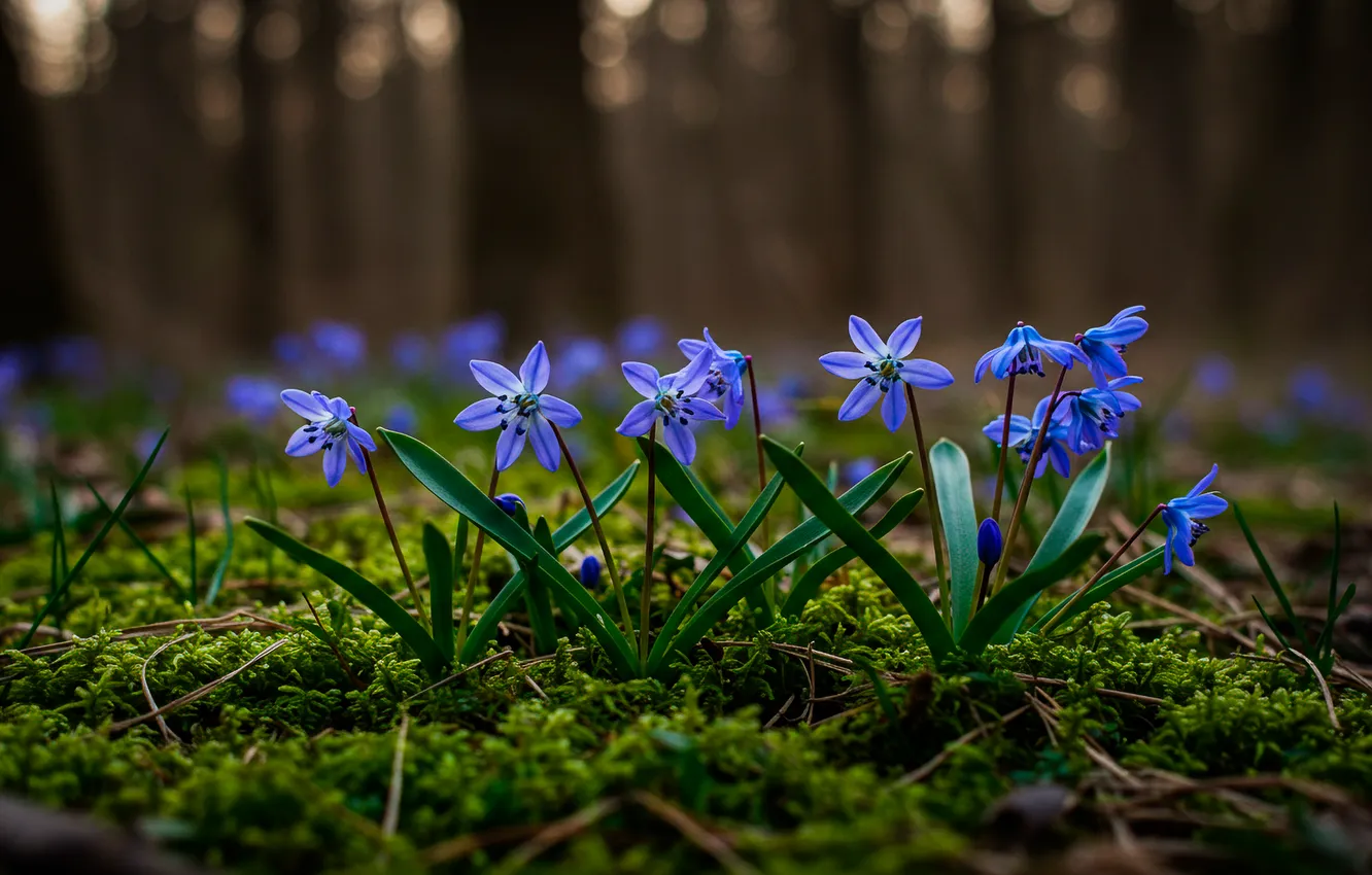 Photo wallpaper forest, moss, wallpaper, forest, Scilla, moss, Bluebell