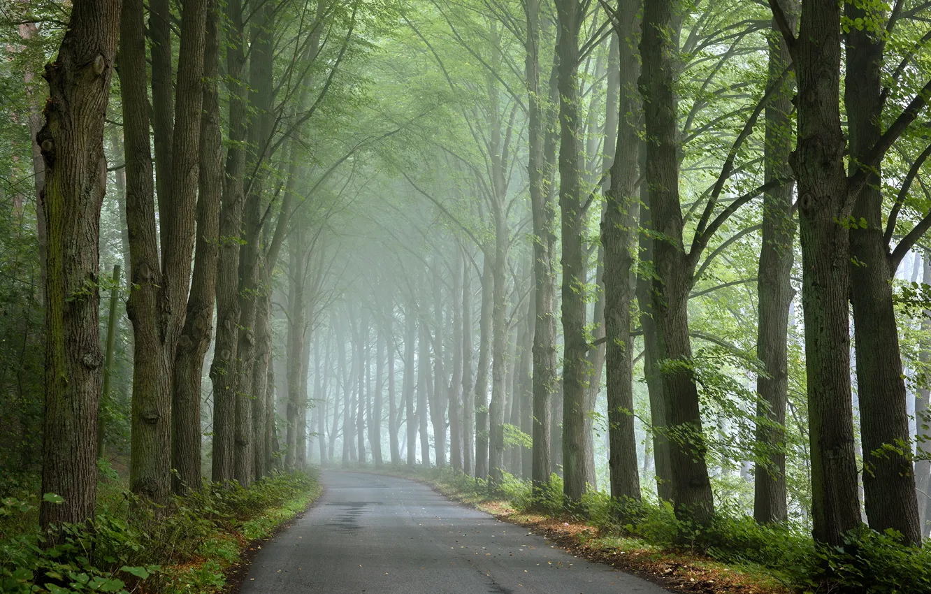 Photo wallpaper road, trees, fog, road, trees, fog, Radoslaw Dranikowsk