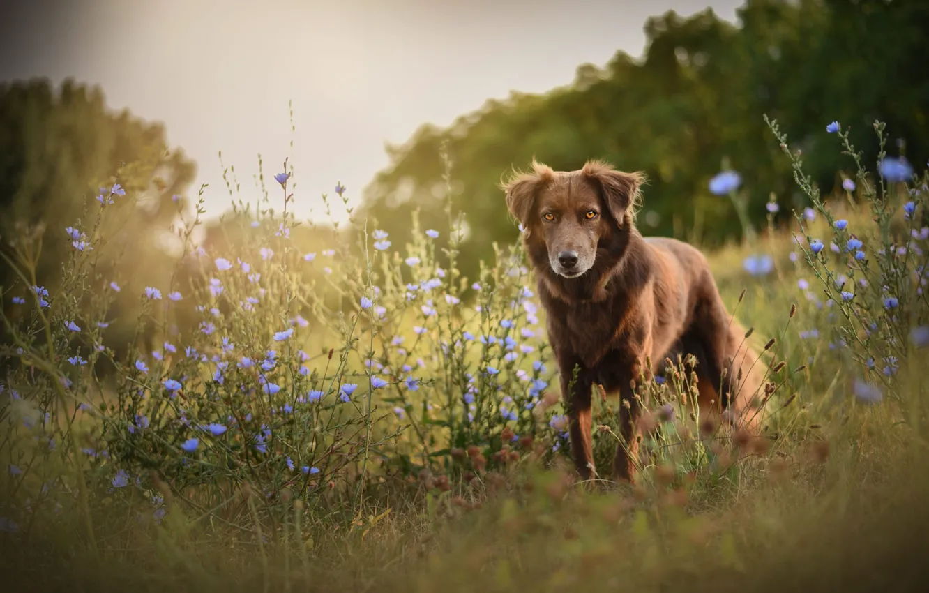 Photo wallpaper field, summer, flowers, nature, dog, meadow, walk, the border collie