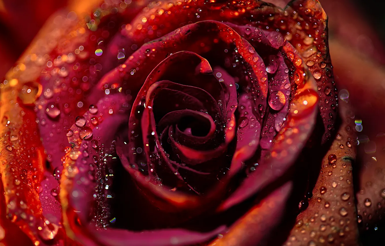 Photo wallpaper drops, macro, flowers, red, roses, petals, buds