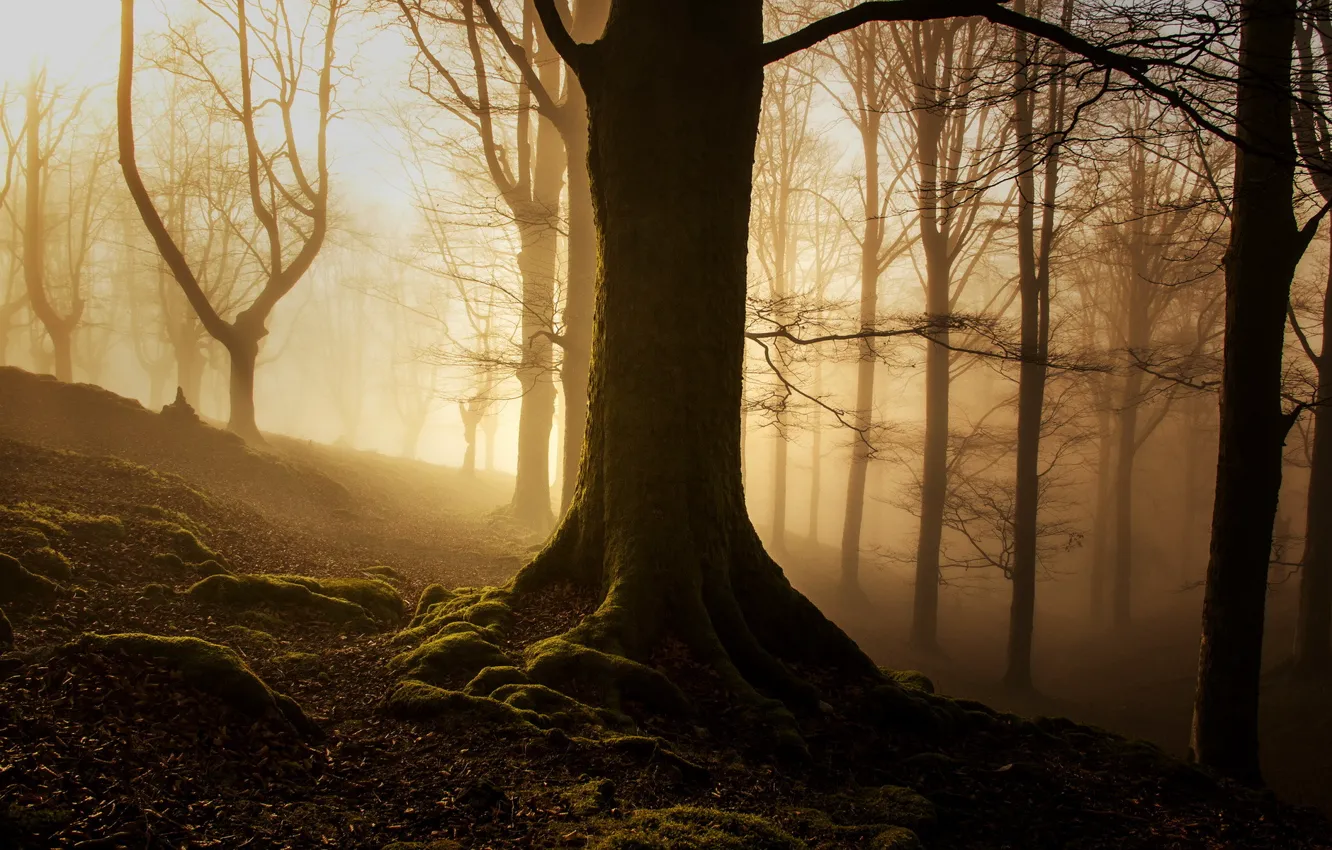 Photo wallpaper forest, light, landscape, nature, fog, morning