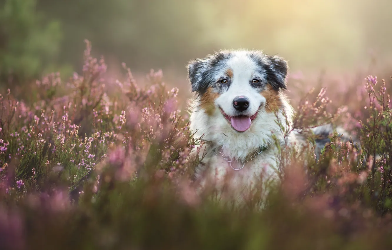 Photo wallpaper face, dog, Australian shepherd, Heather, Aussie