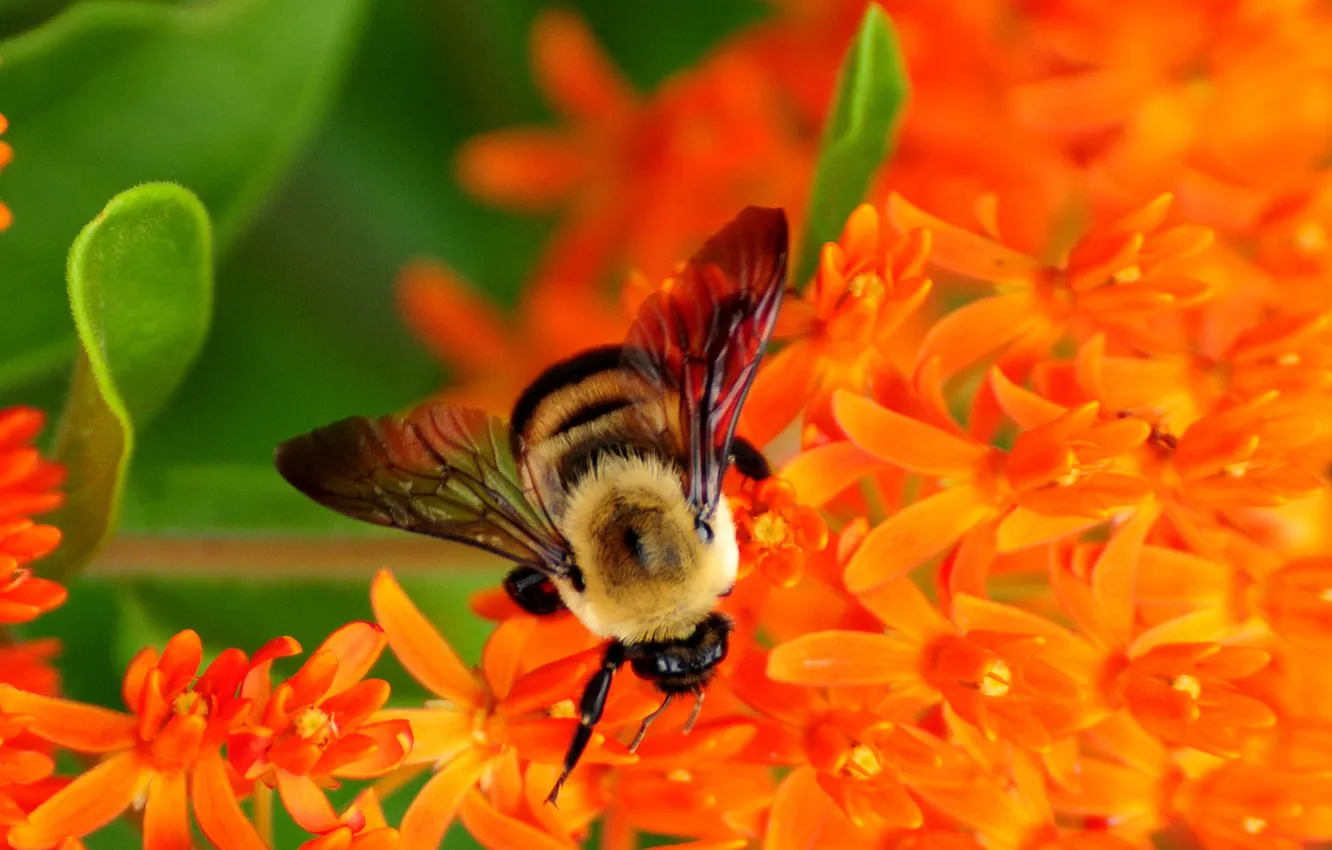 Photo wallpaper flowers, nectar, bee, collects