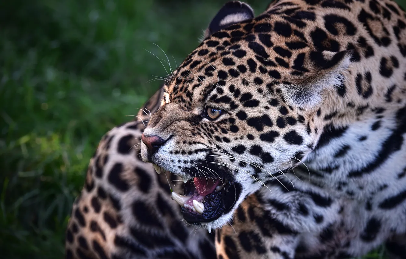 Photo wallpaper predator, grin, Jaguar, beast, wild cat