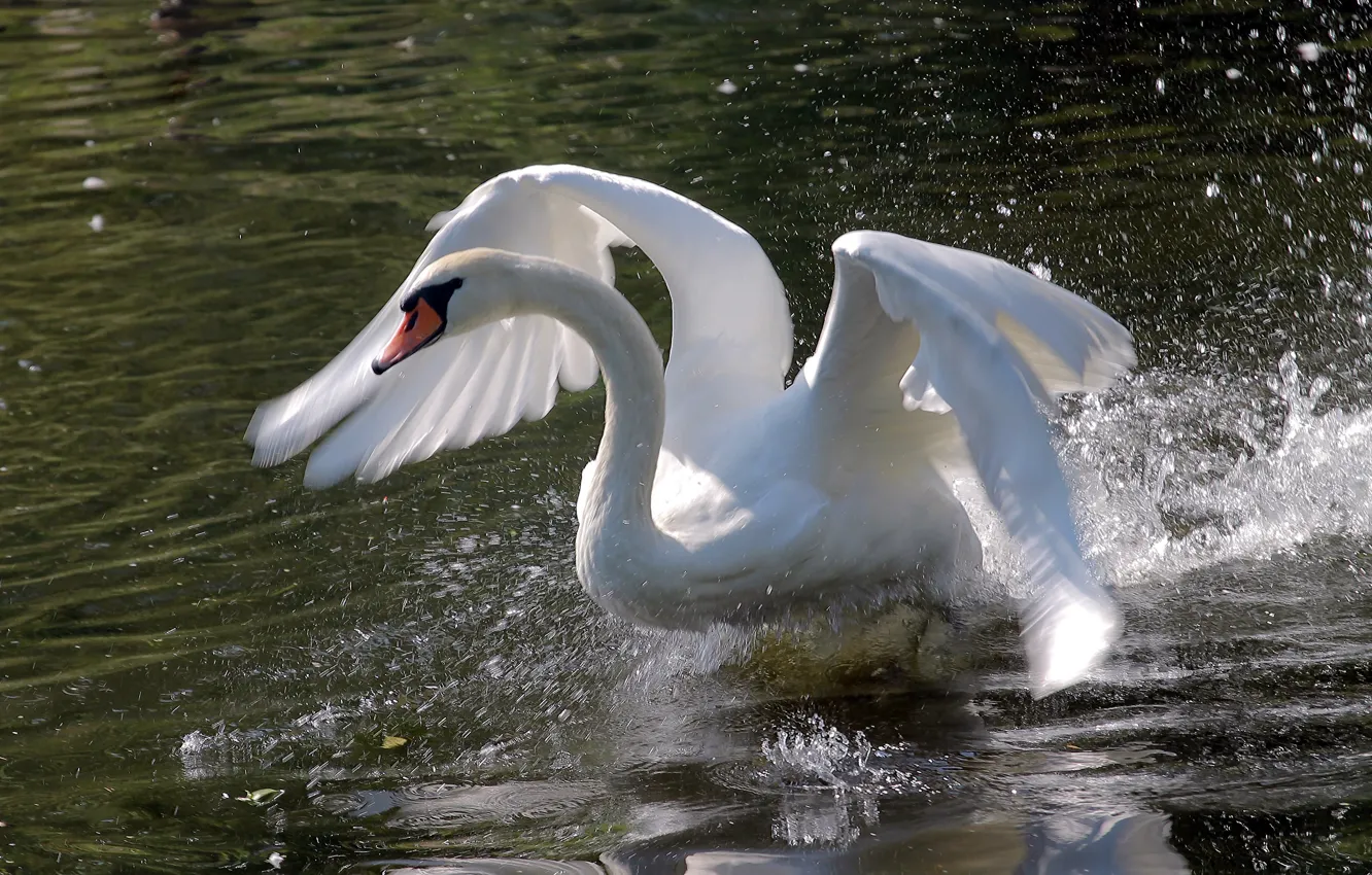 Photo wallpaper water, squirt, Park, wings, Swan