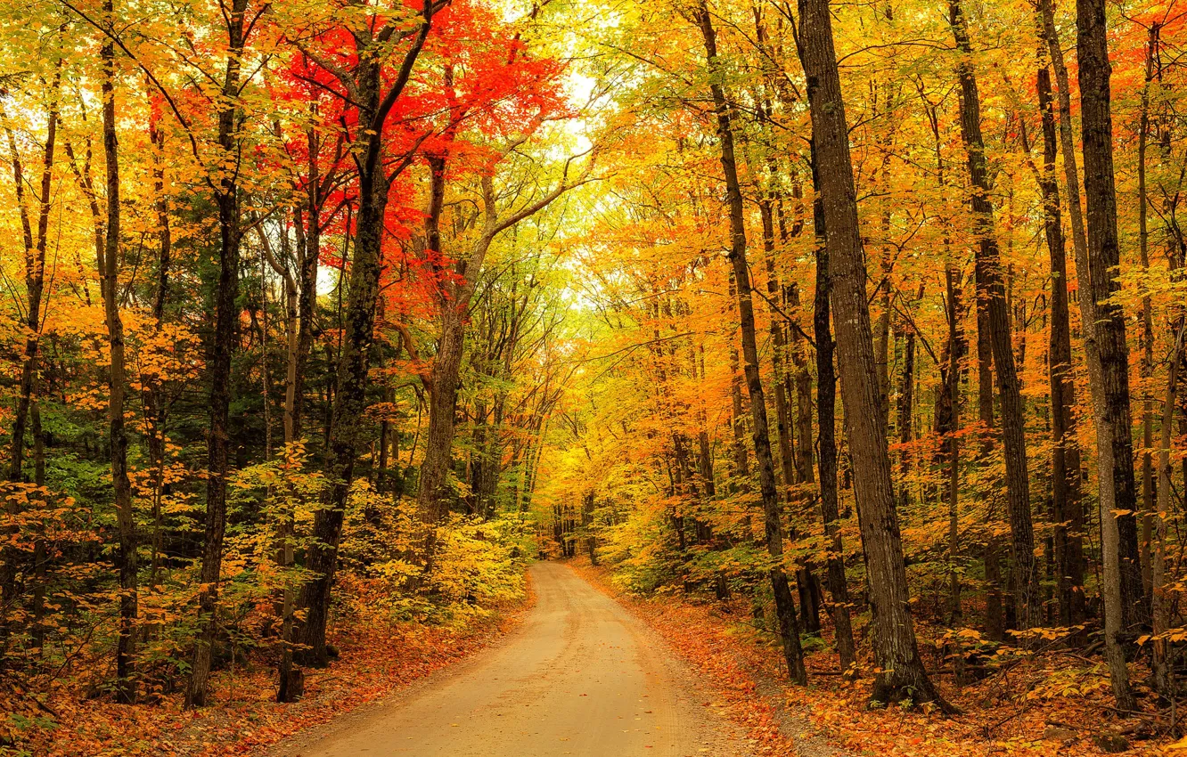 Photo wallpaper road, autumn, forest, trees, landscape