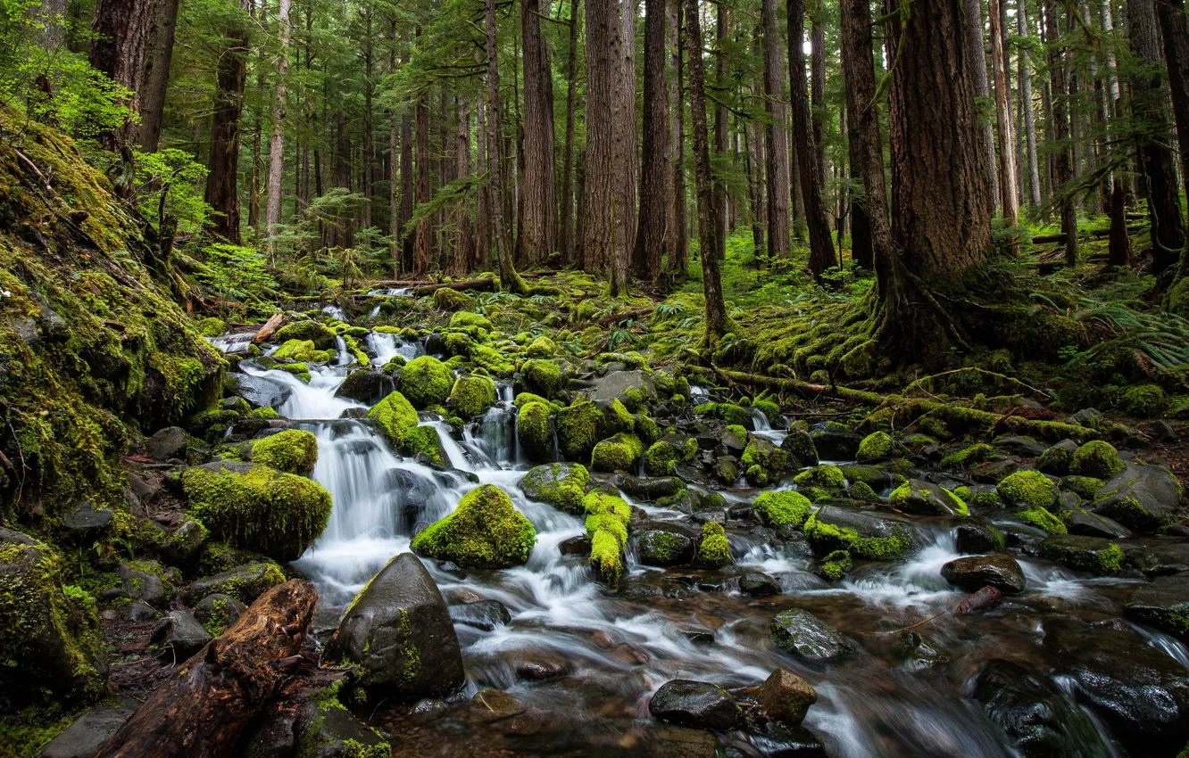 Photo wallpaper forest, trees, stream, stones, moss, Washington, Washington, Olympic National Park