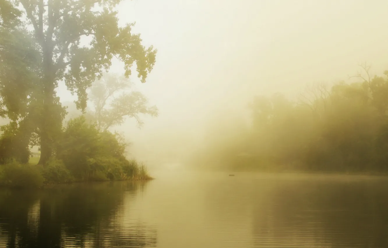 Photo wallpaper forest, summer, fog, lake, morning