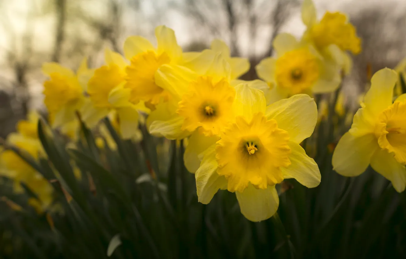 Photo wallpaper leaves, flowers, spring, yellow, garden, buds, flowering, daffodils