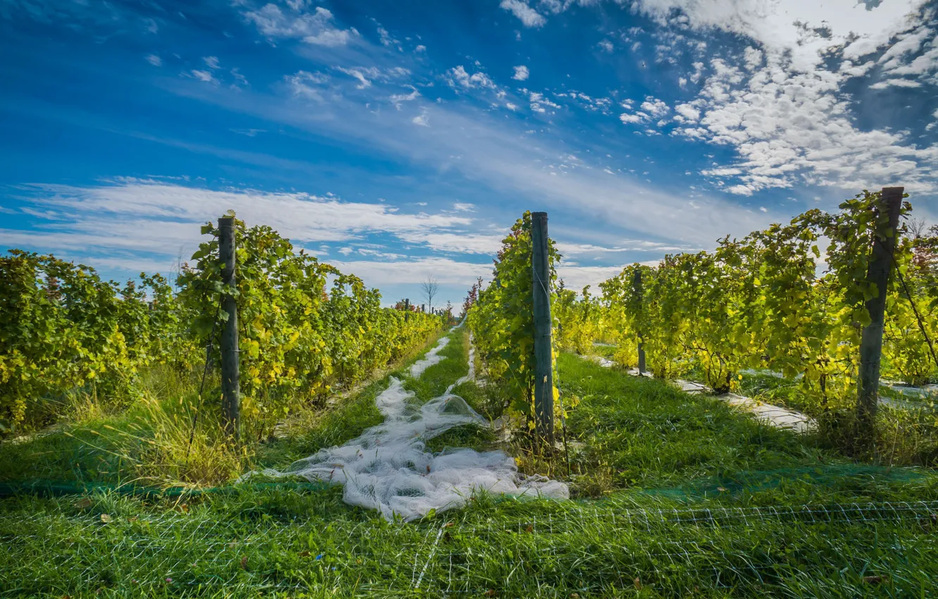 Photo wallpaper the sky, nature, garden, vineyard