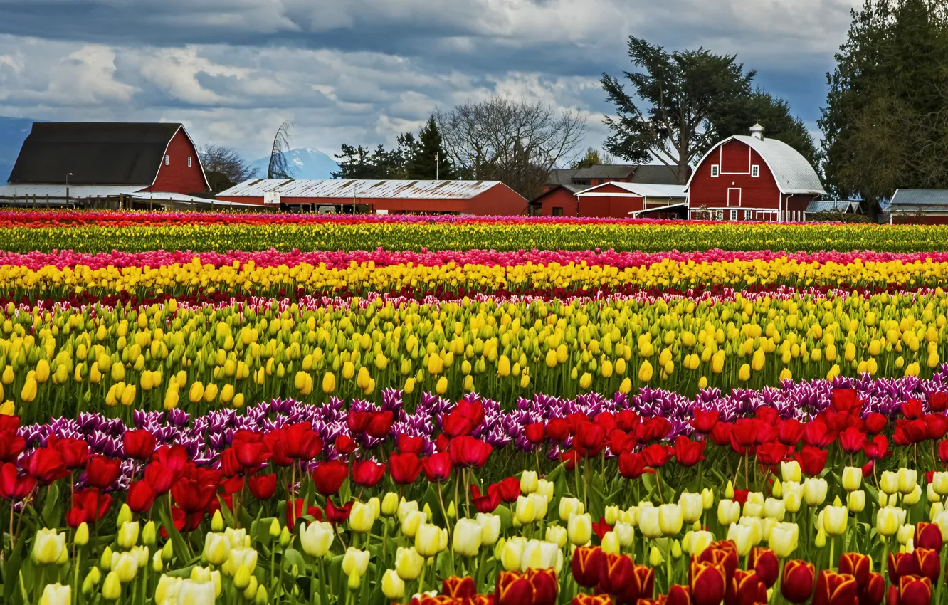 Photo wallpaper yellow, flowerbed, red, house, flowers, plantation, a lot, strip