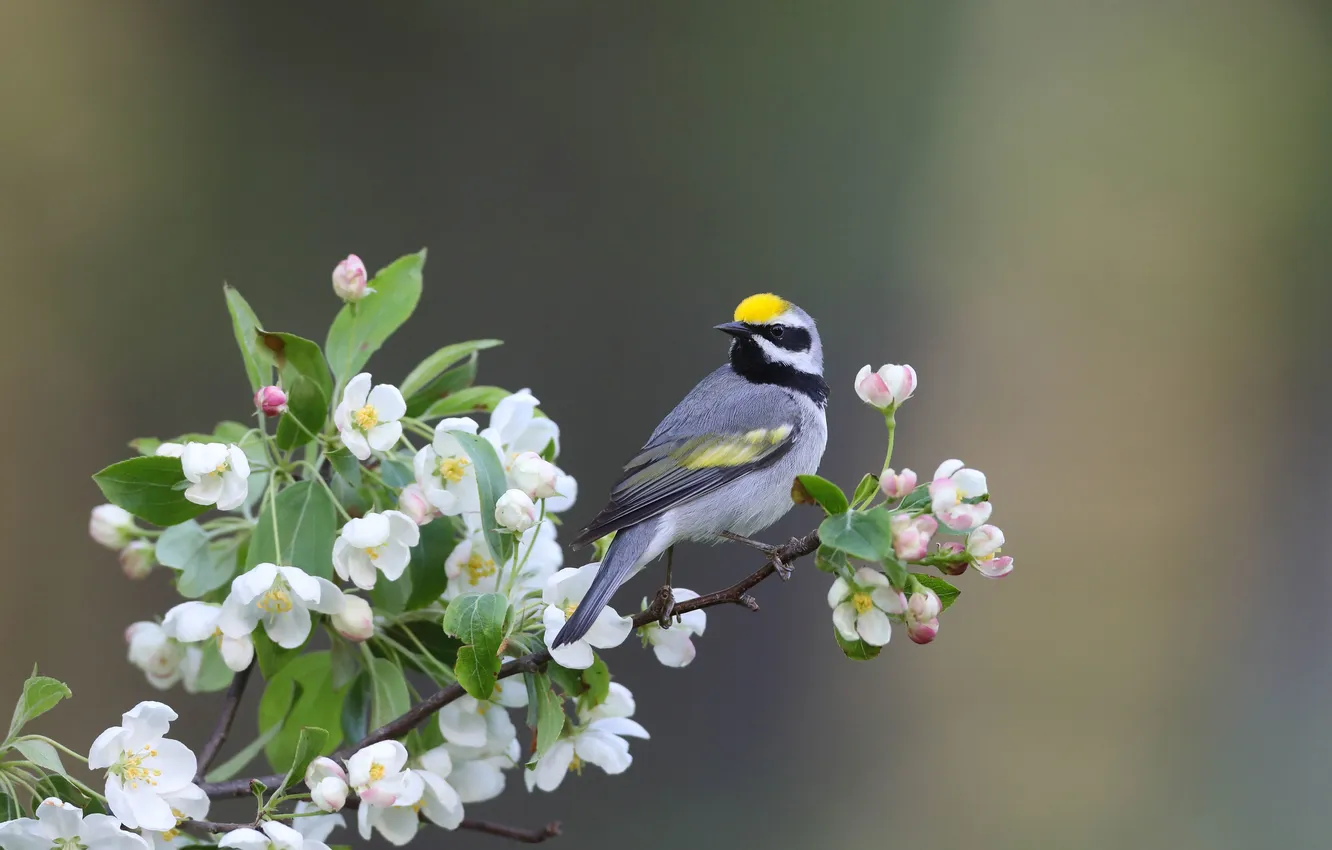 Photo wallpaper flowers, bokeh, bird, flowering, branches, spring