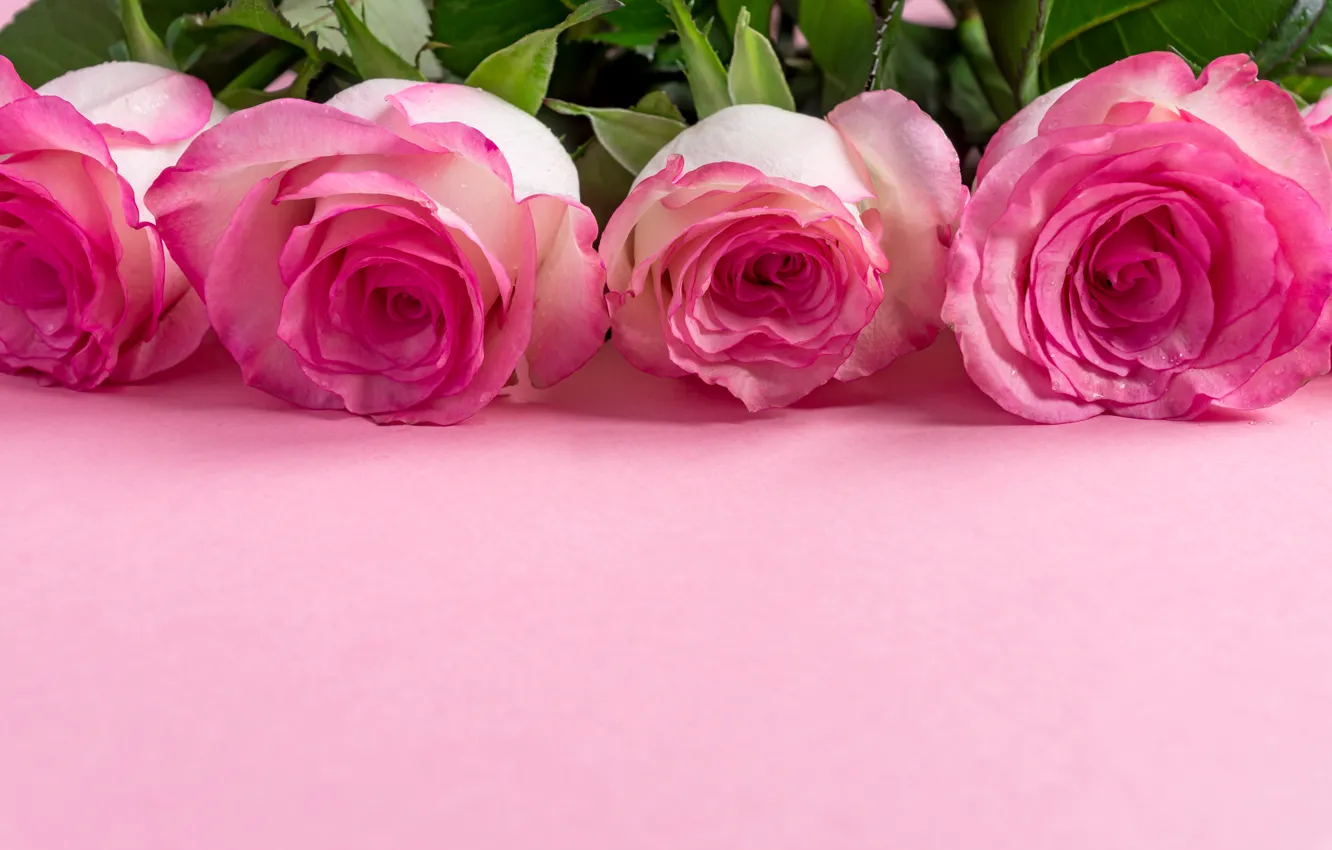Photo wallpaper flowers, Rose, Pink