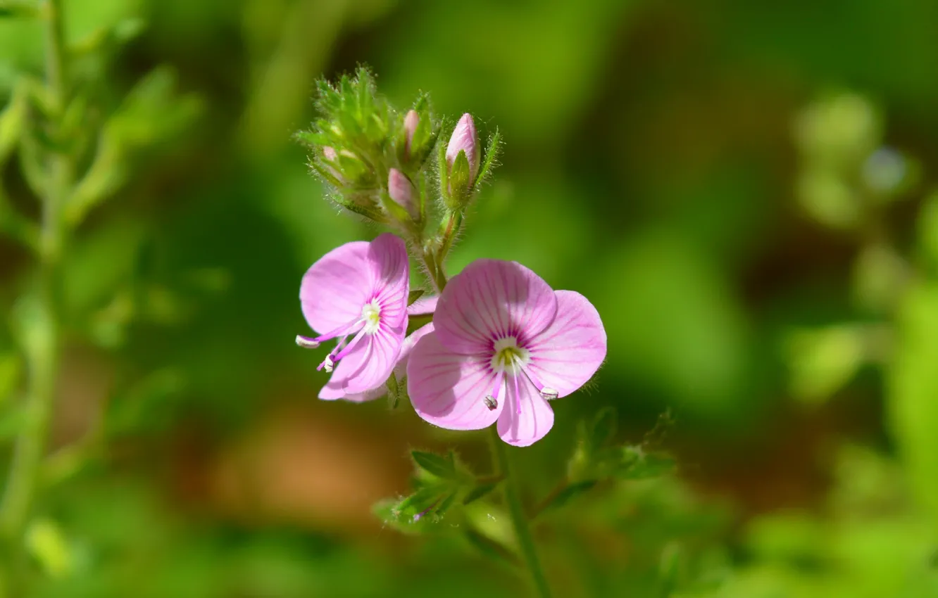 Photo wallpaper Veronica, spring, flowers, flowers, bokeh, bokeh, spring