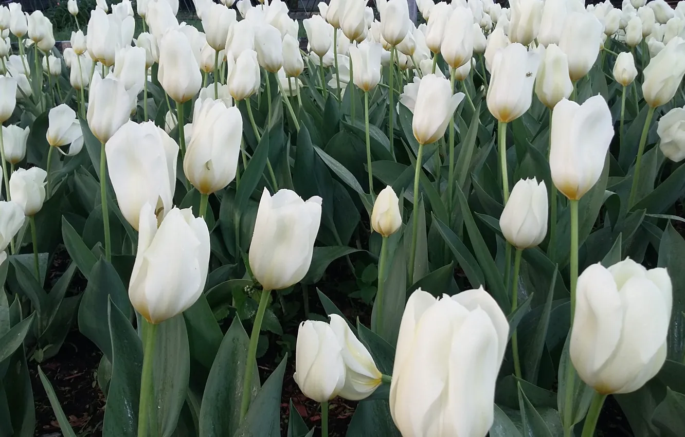 Photo wallpaper greens, leaves, flowers, spring, buds, flowerbed, white tulips