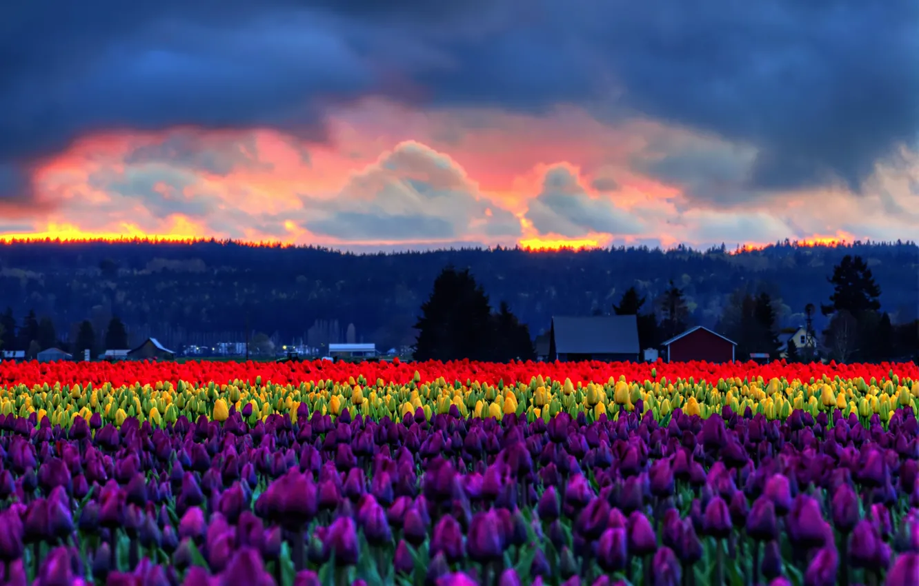 Photo wallpaper forest, purple, the sky, clouds, sunset, flowers, yellow, the evening