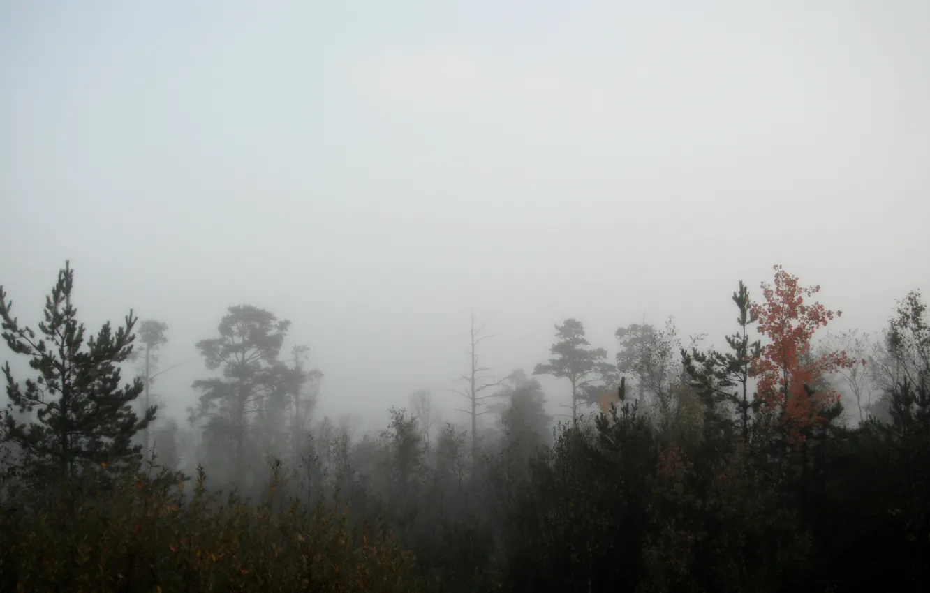 Photo wallpaper autumn, forest, fog, swamp, morning