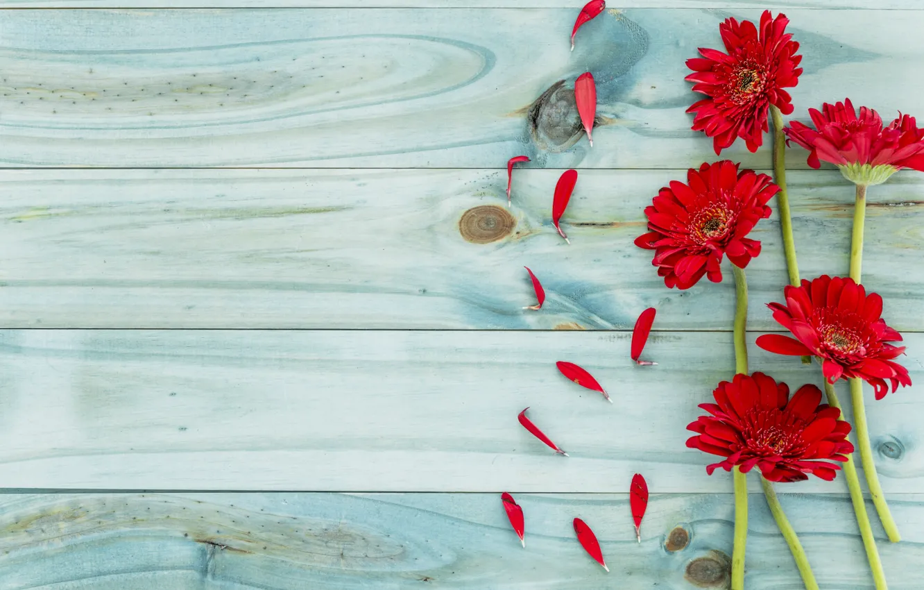 Photo wallpaper flowers, red, background, red, gerbera, wood, flowers, gerbera