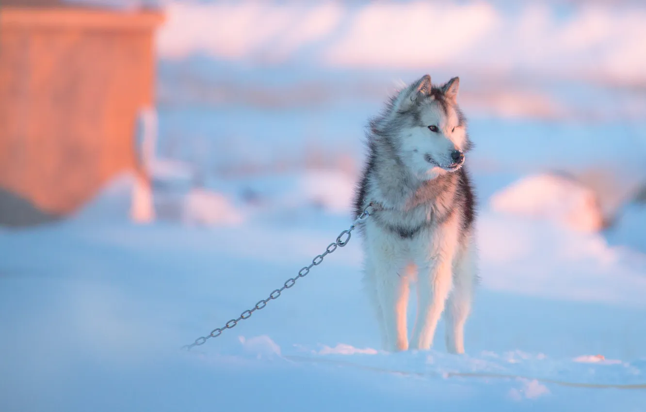 Photo wallpaper winter, field, look, light, snow, nature, dawn, dog