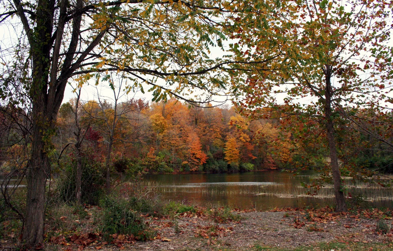 Photo wallpaper autumn, forest, lake, foliage, forest, Autumn, lake, leaves