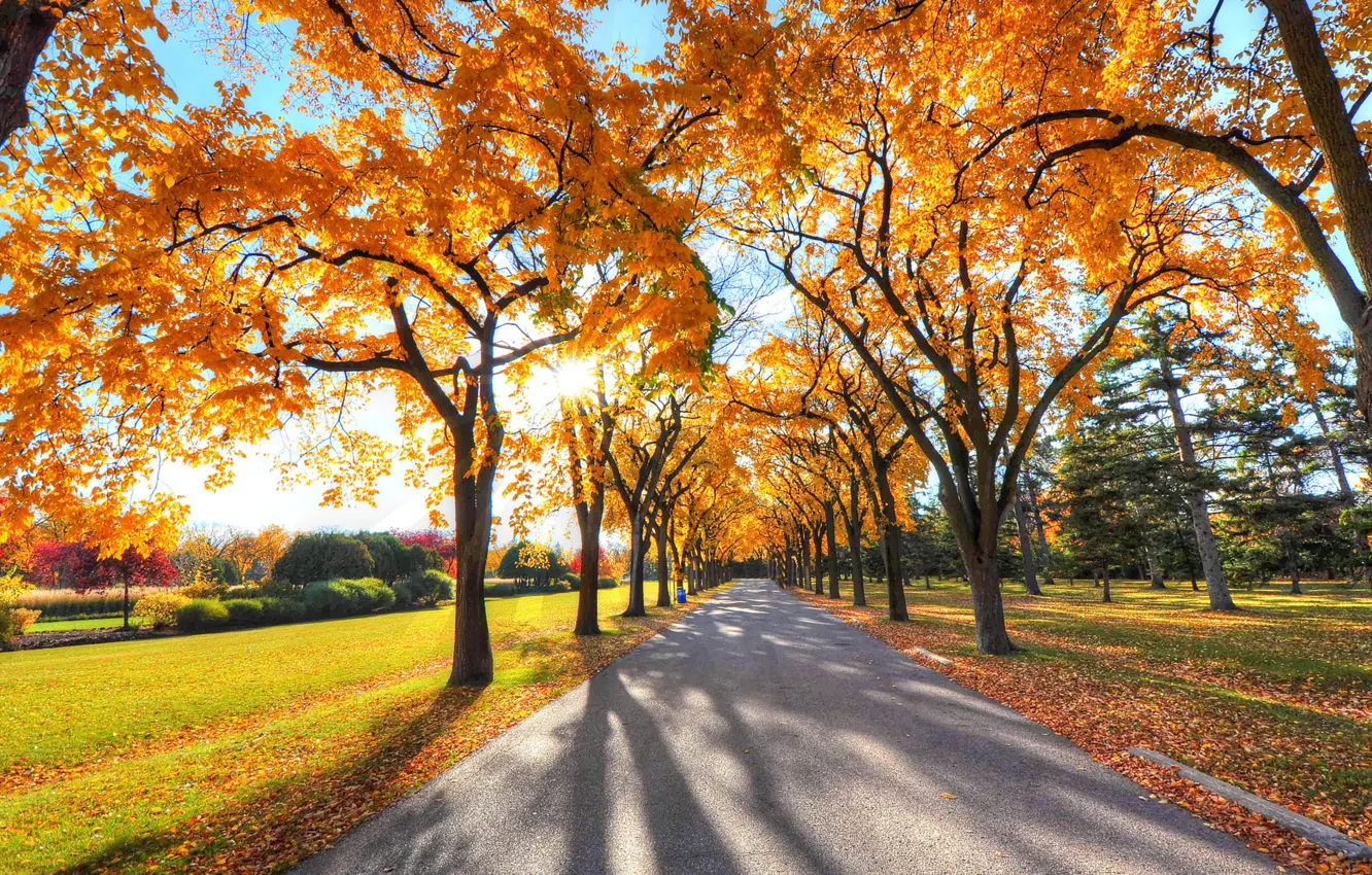 Photo wallpaper road, autumn, tree
