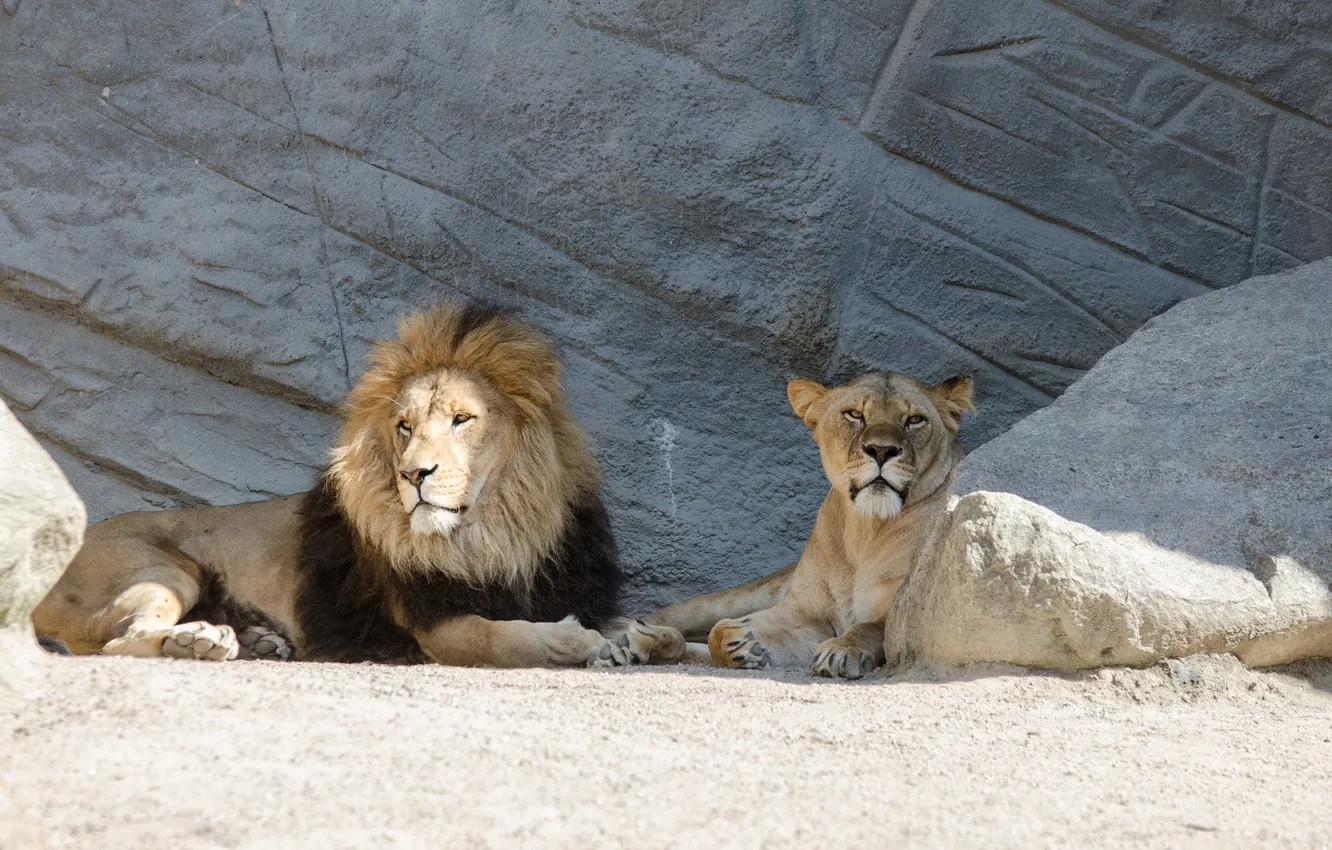 Photo wallpaper the sun, cats, stay, stone, Leo, pair, lions, lioness
