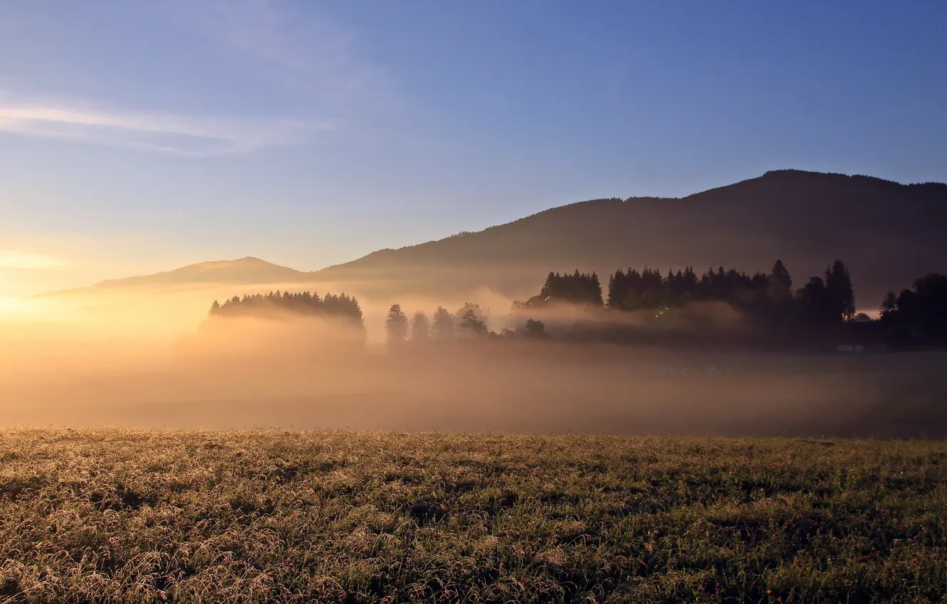 Photo wallpaper field, nature, fog, morning