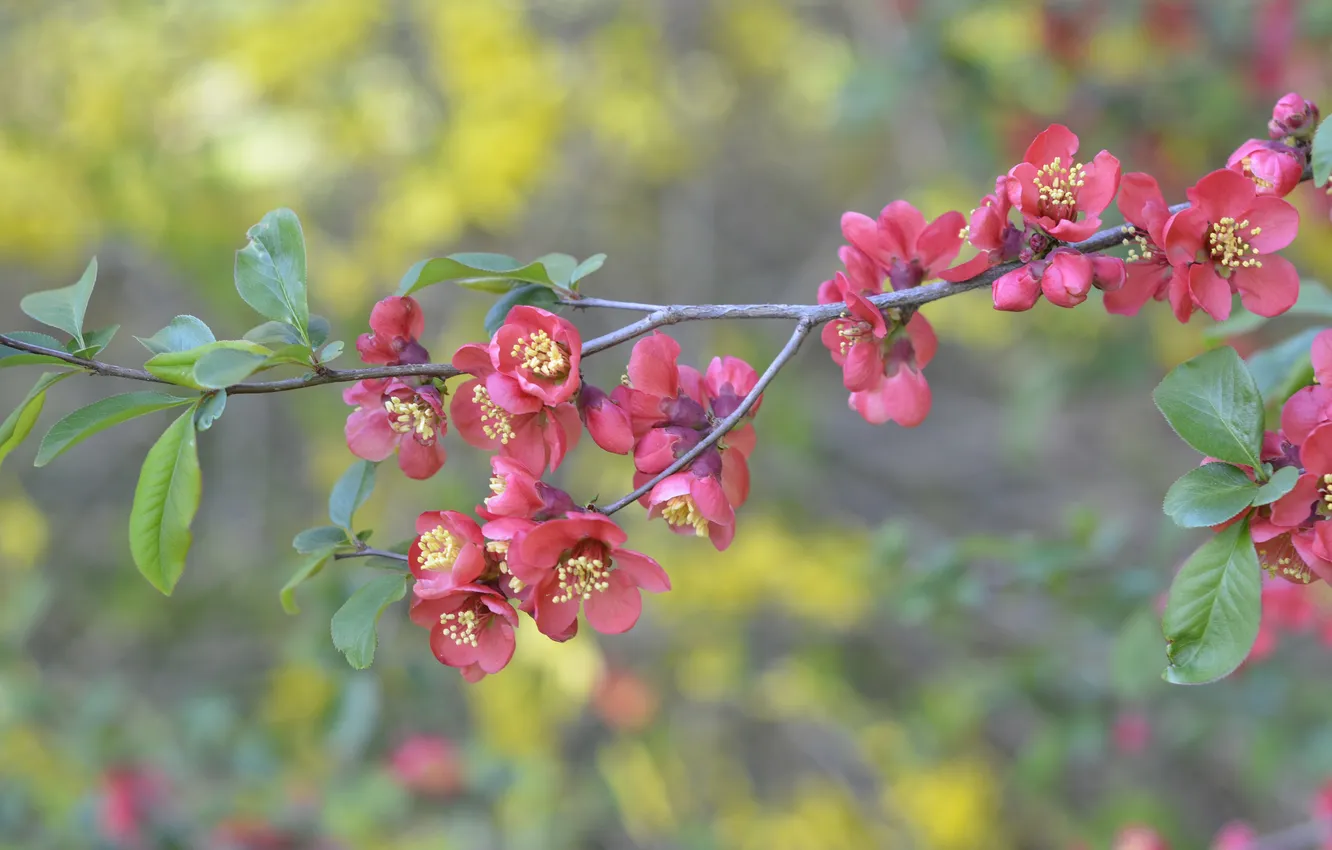 Photo wallpaper flowers, branch, pink, quince