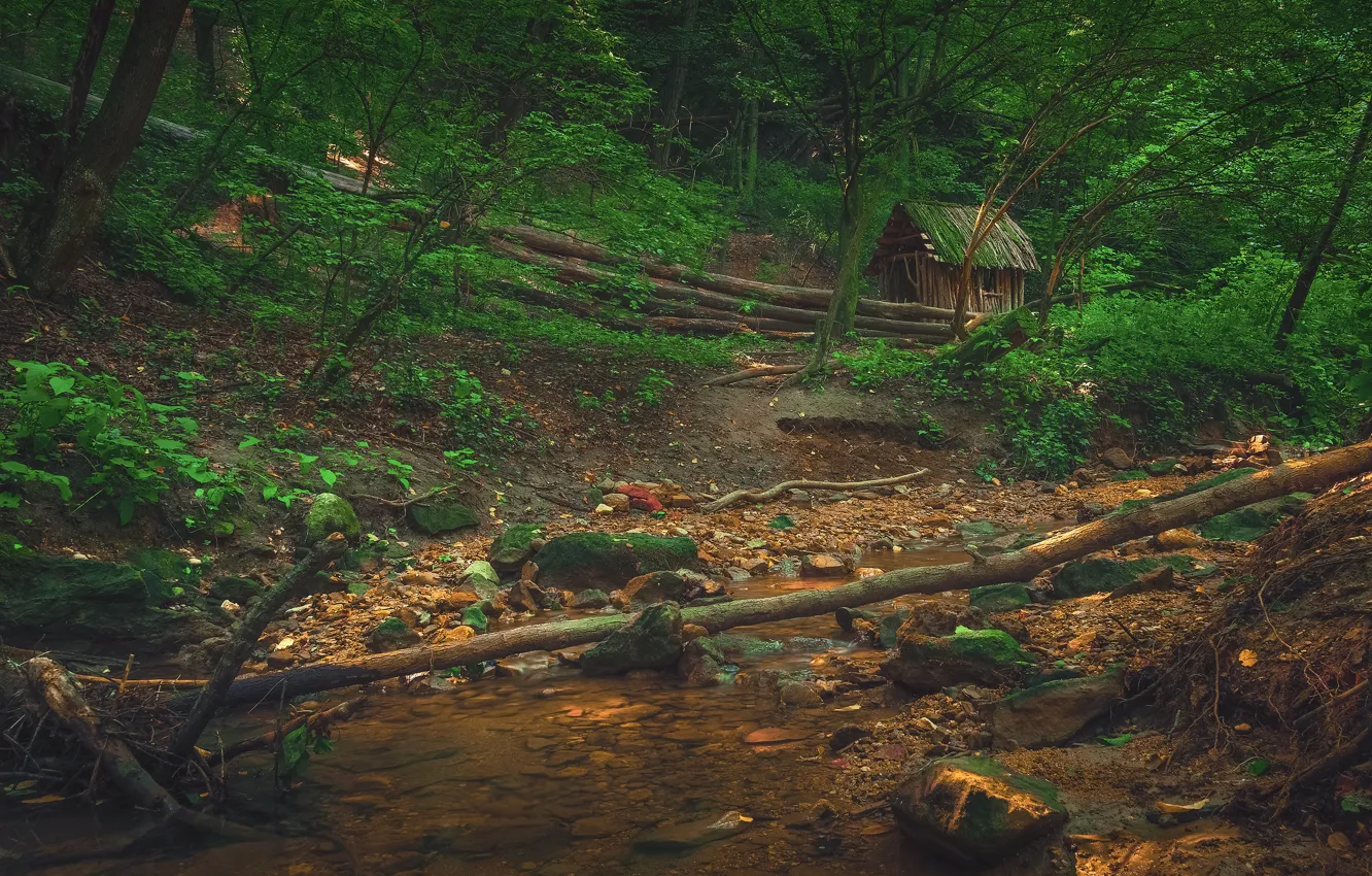 Photo wallpaper greens, forest, trees, branches, stream, stones, shore, foliage