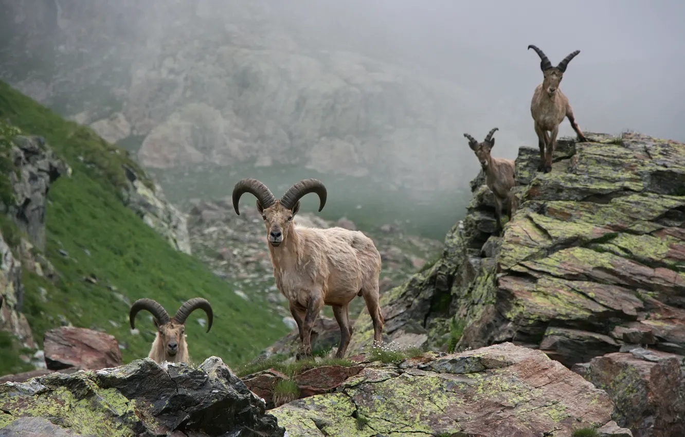 Photo wallpaper animals, stones, Mountains, horns, goats