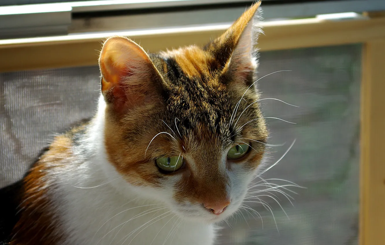 Photo wallpaper look, Koshak, red