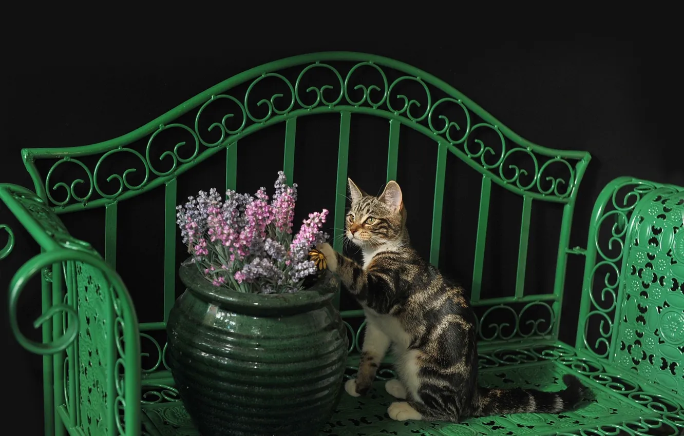 Photo wallpaper cat, cat, shop, kitty, vase with flowers