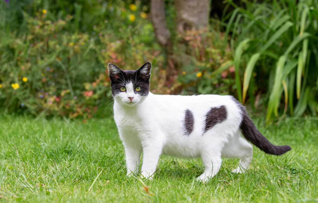 Photo wallpaper greens, cat, white, summer, grass, cat, look, leaves