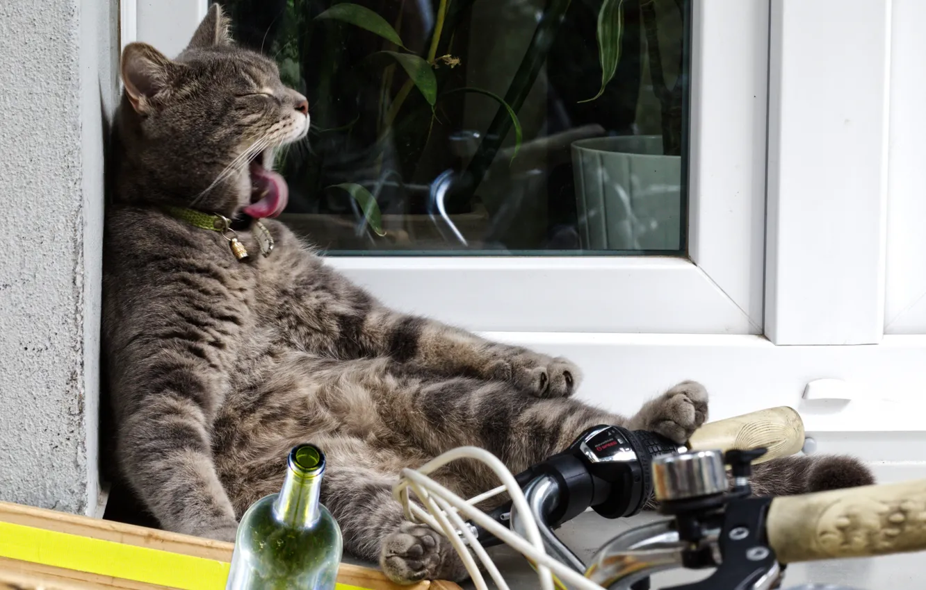Photo wallpaper cat, bike, bottle, the situation, Kote