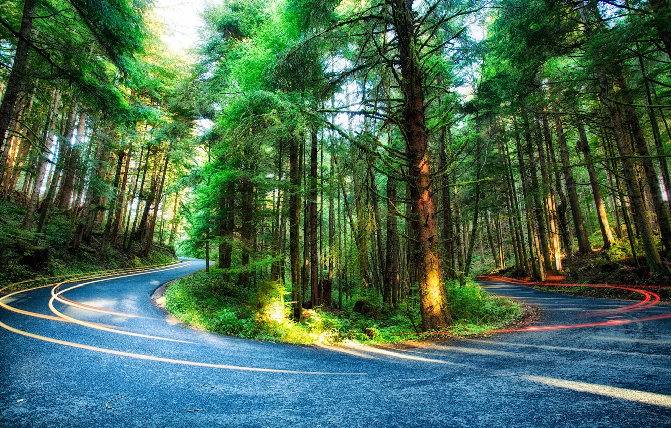 Photo wallpaper road, forest, trees, USA, Oregon