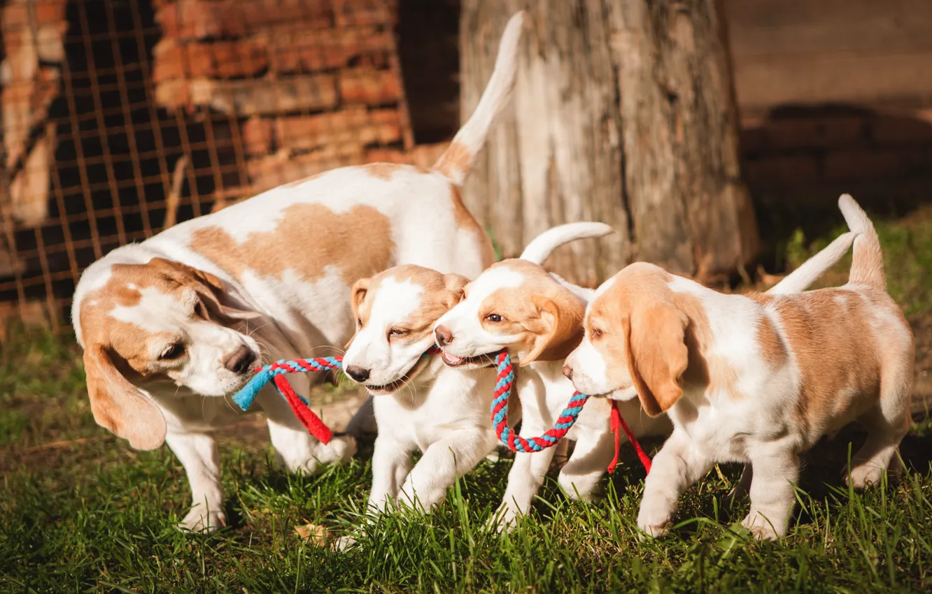 Photo wallpaper grass, children, background, glade, the game, dog, spring, rope