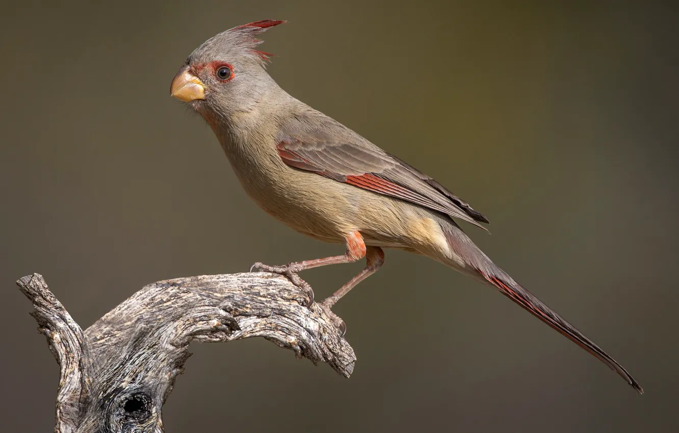 Photo wallpaper bird, beak, tail, female, parrot cardinal