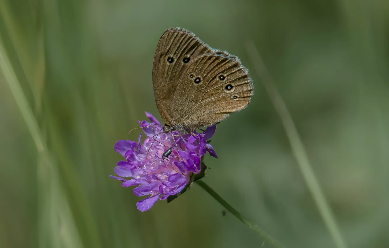 Photo wallpaper summer, nature, butterfly, sitting on a flower