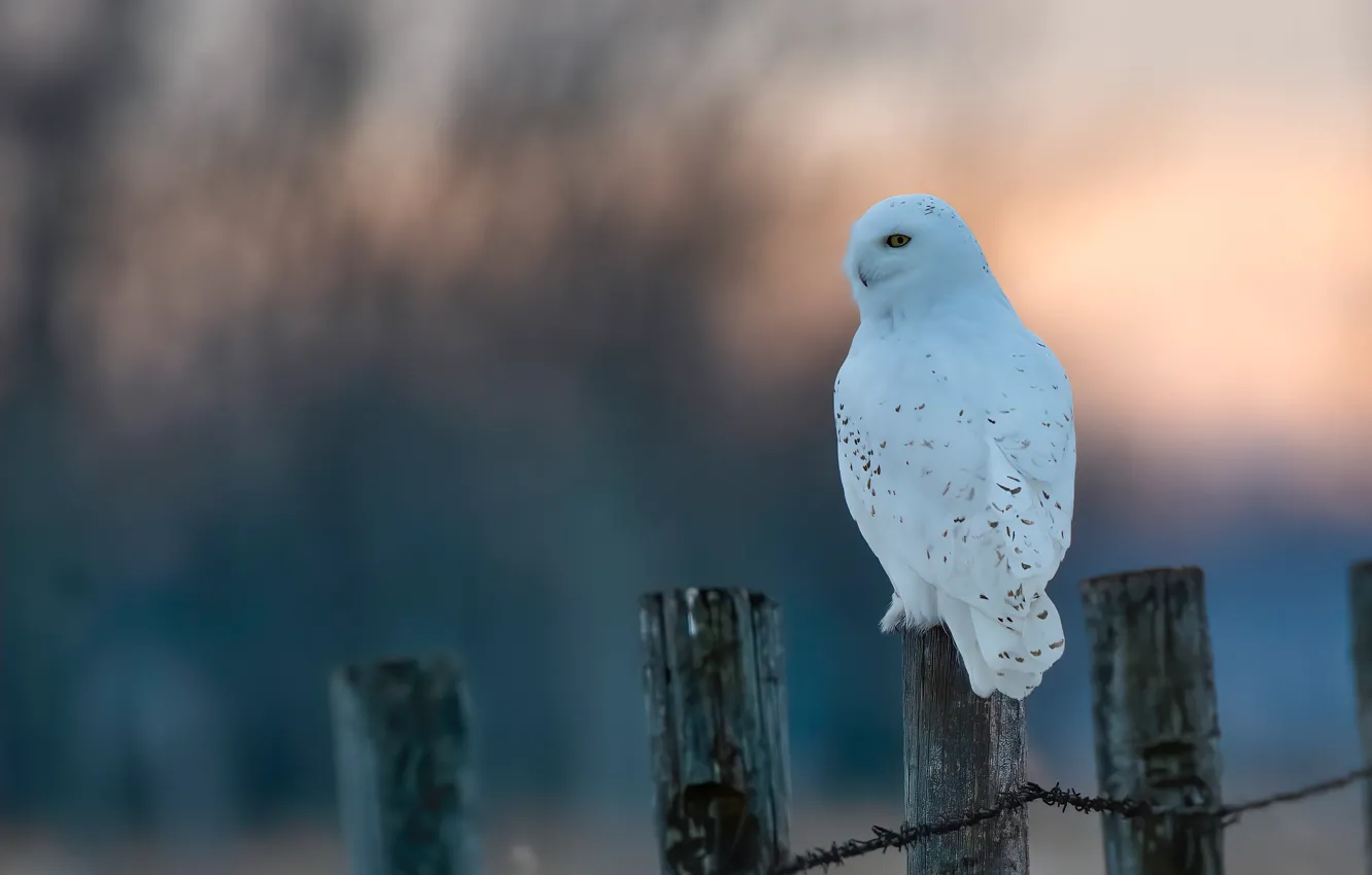 Photo wallpaper winter, snow, background, owl, bird, the fence, white, polar