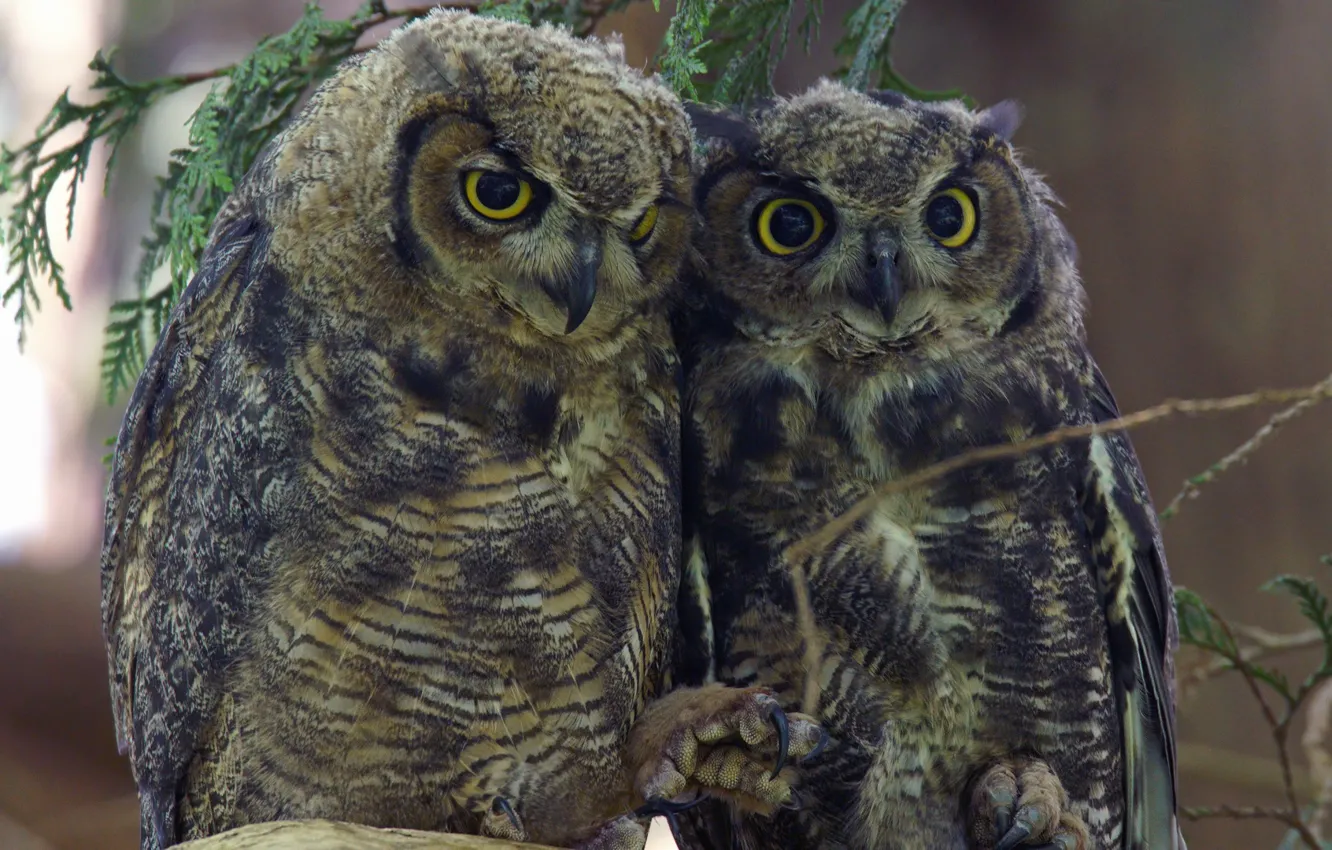 Photo wallpaper owl, bird, pair