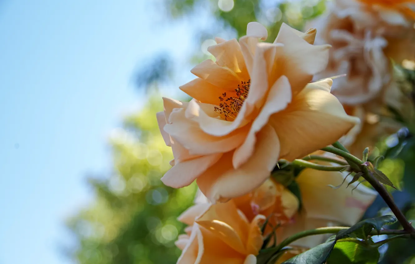 Photo wallpaper macro, yellow, roses