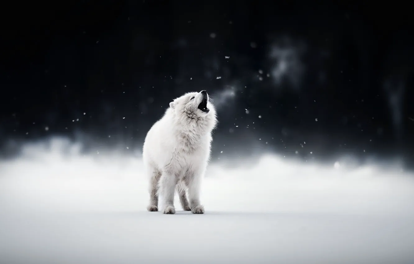 Photo wallpaper winter, snow, dogs, pets, White dog, Samoyed, cute animals