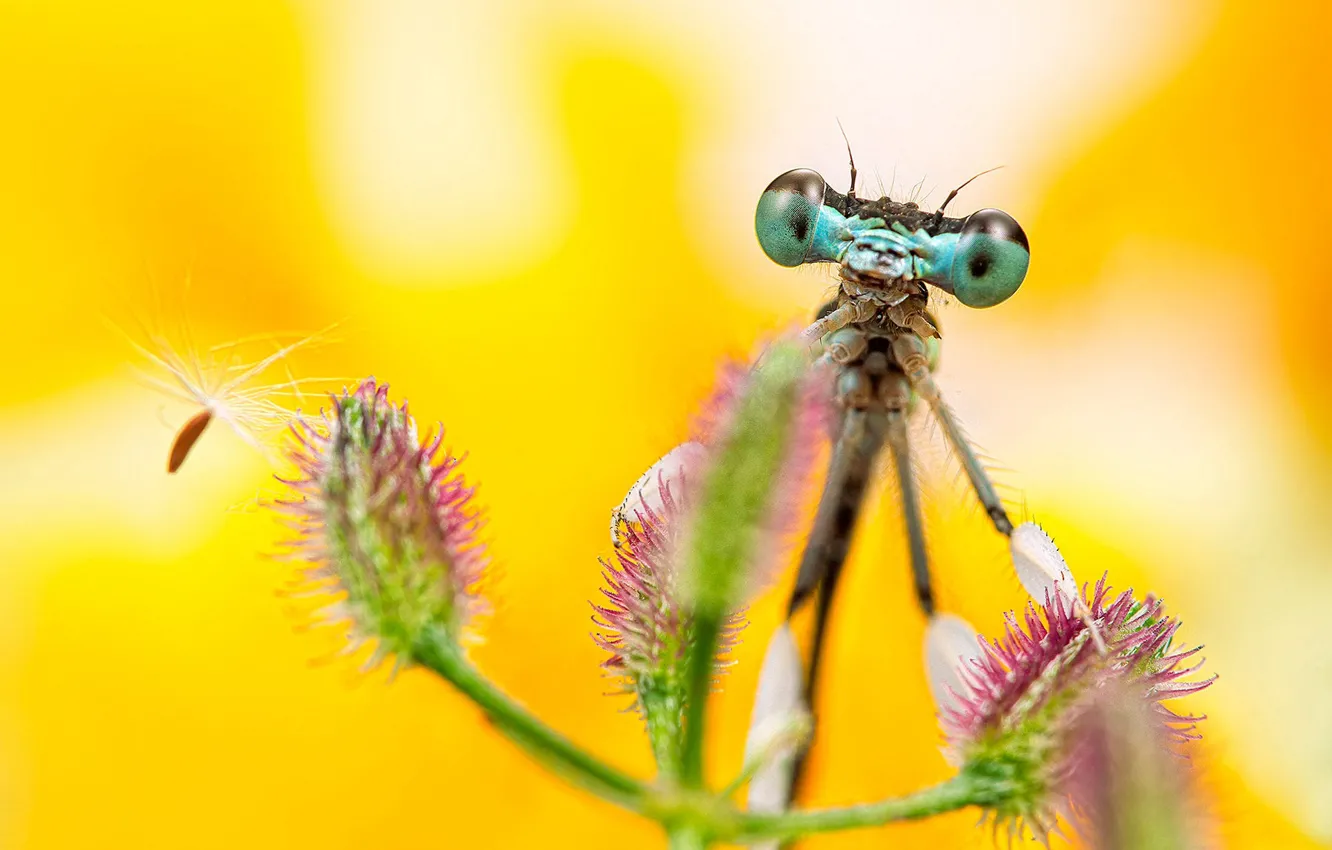 Photo wallpaper look, macro, plant, dragonfly, yellow background