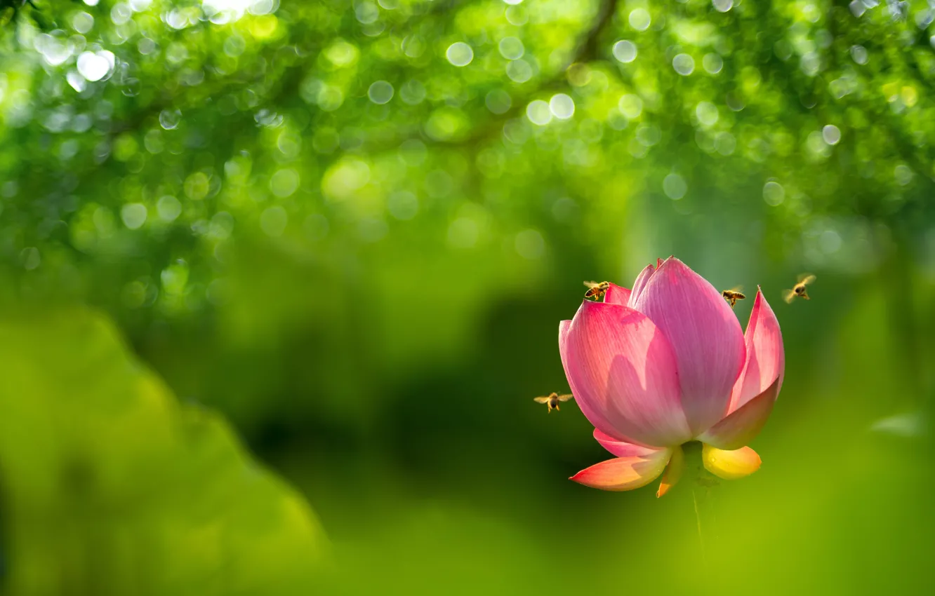 Photo wallpaper flowers, bee, Lotus