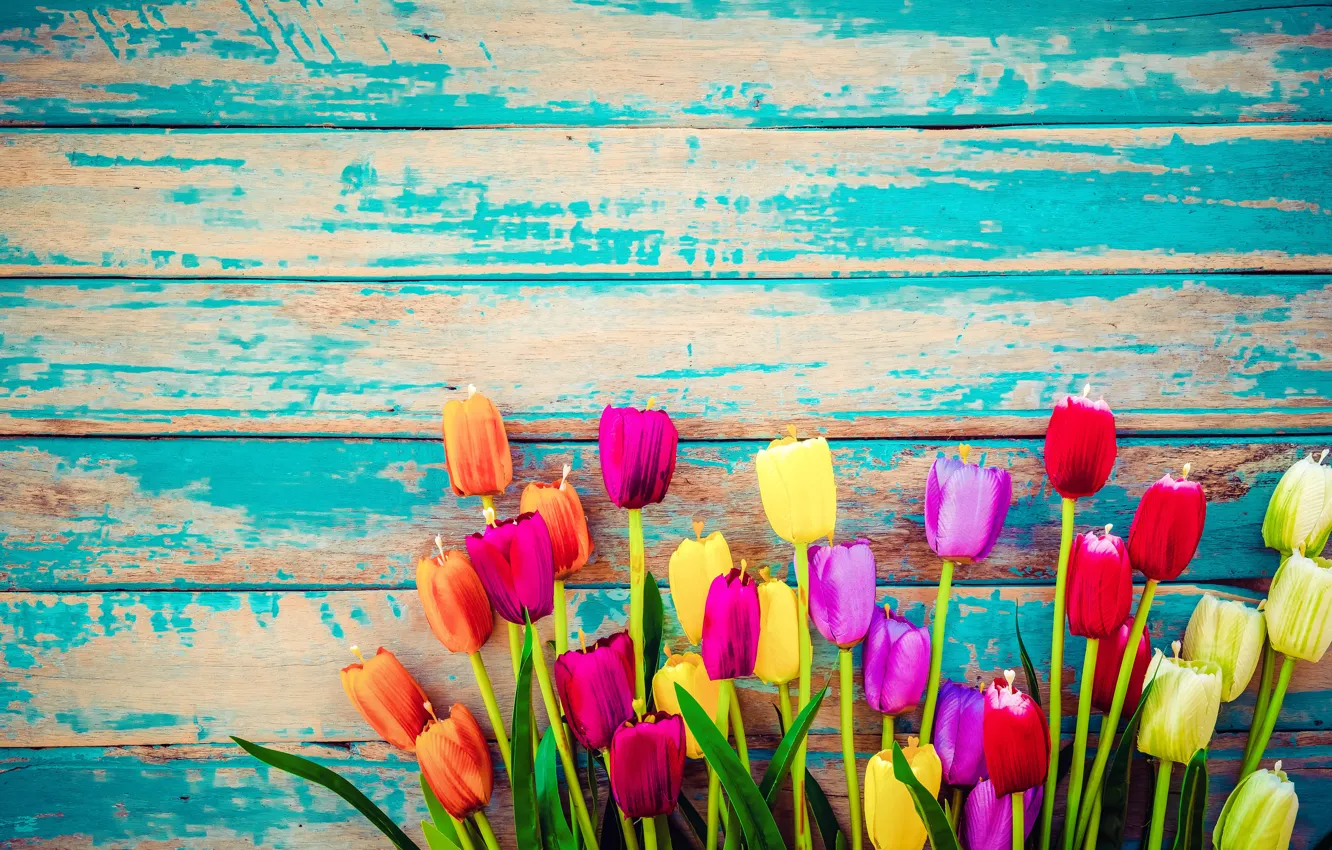 Photo wallpaper flowers, Board, colorful, tulips, wood, flowers, tulips, grunge