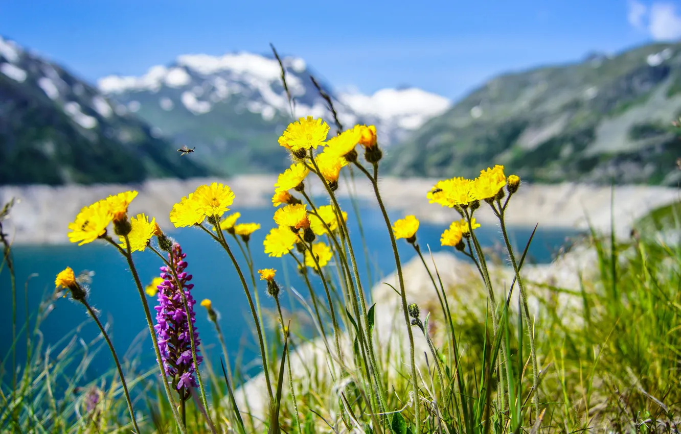 Photo wallpaper flowers, mountains, lake, dandelion, meadow